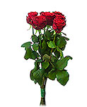 Just Roses