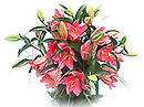 Oriental Lilies Extra
