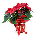 Christmas Poinsettia